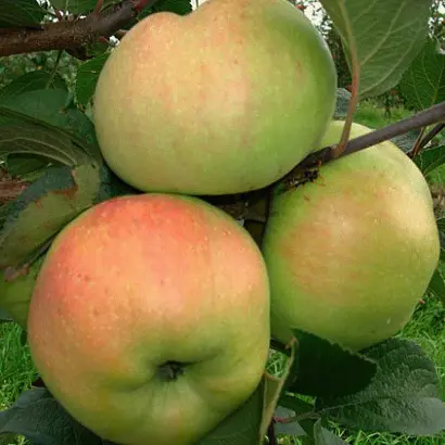 Пепинка золотистая / Пепінка золотиста