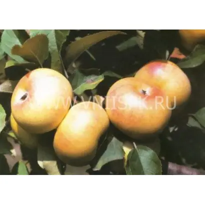 Ренет Шеренгового