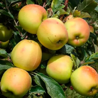 Скифянка / Скіфянка