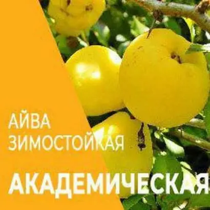 Академічна