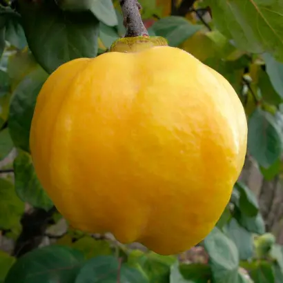 Дарунок внуку / Дарунок онуку