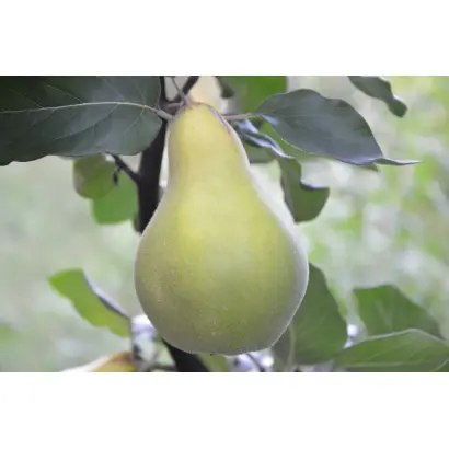 Кащенка №18