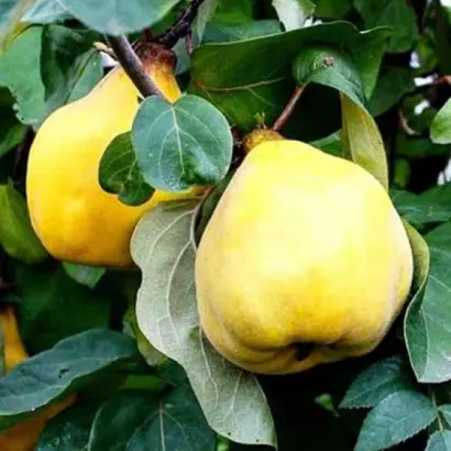 Марія /17-5/ / Марія