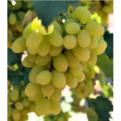 ARRATHIRTY / АРРАСЬОРТІ