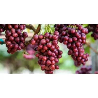 ARRATWENTYNINE / АРРАТВЕНТІНАЙН