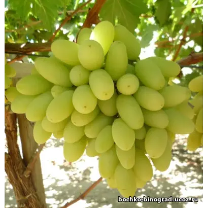 ARRAFIFTEEN / АРРАФІФТІН