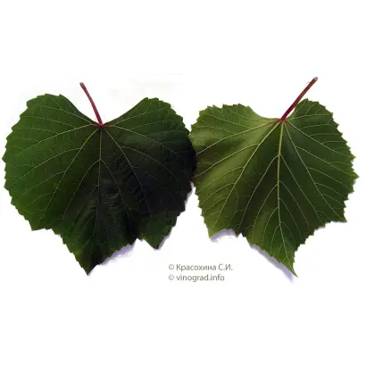 Берландієрі x Рипарія СО4