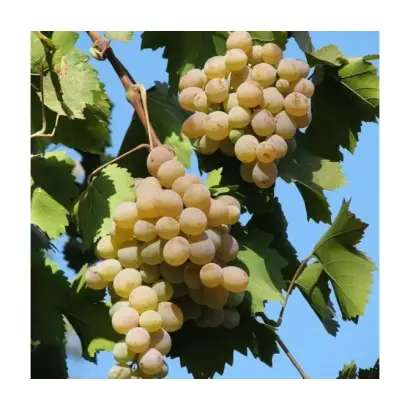 Бианка / Біанка