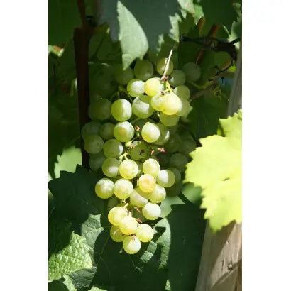 Gruner Veltliner / Грюнер Вальтлінер