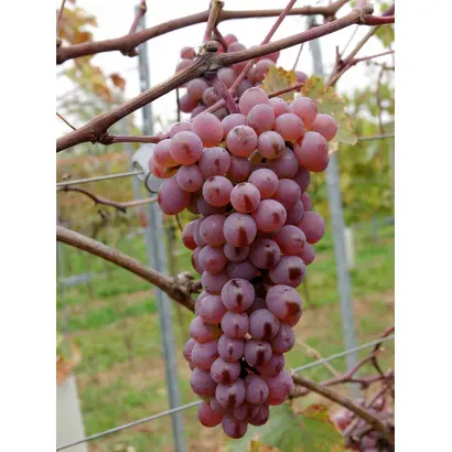 Днестровский розовый / Дністровський рожевий