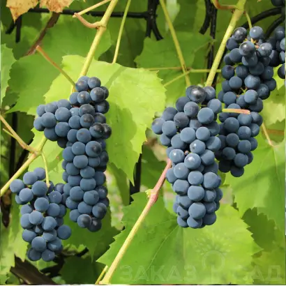 Isabella / Ізабелла