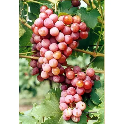 Кардишах таїровський