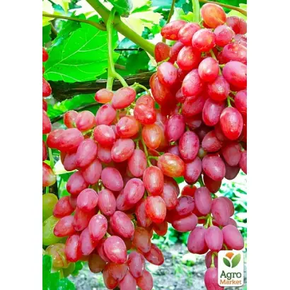 Кишмиш таїровський