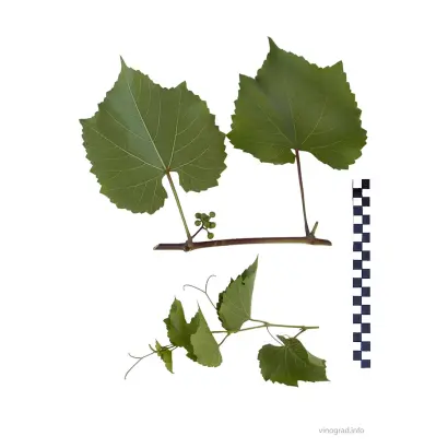 Кобера 5ББ 9191