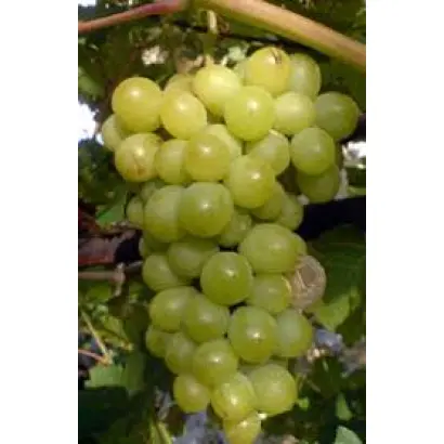 Королева виноградників