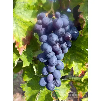 Мускат гамбургський