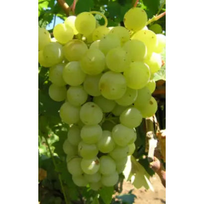 Мускат жемчужный / Мускат жемчужний