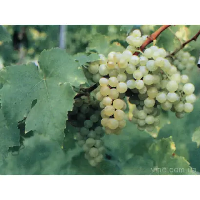 Мускат Оттонель