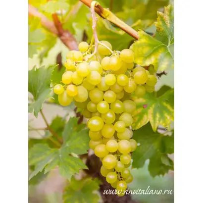 Muller Thurgau / Мюллер Тургау