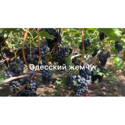 Одеський жемчуг