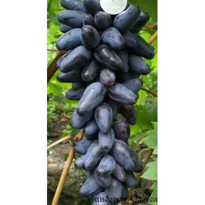 Одесский сувенир / Одеський сувенір