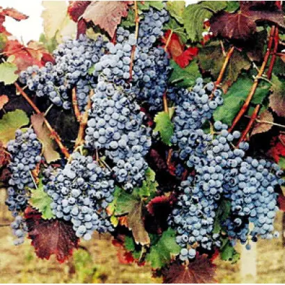 Одесский черный / Одеський чорний