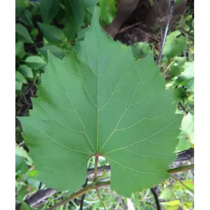 Рипарія x Рупестрис 101-14