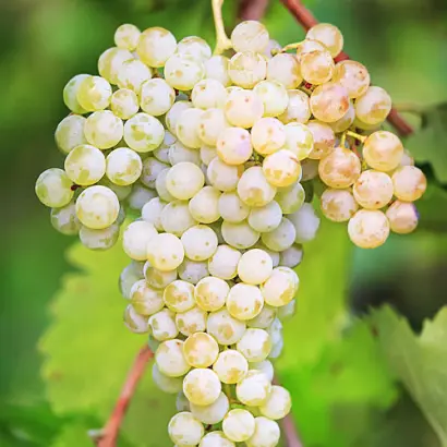 Рислінг рейнський