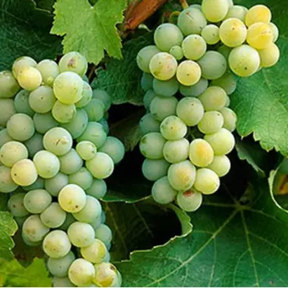 Совіньйон зелений