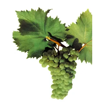 Тельті курук