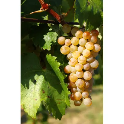 Furmint / Фурмінт