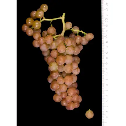 Cserszegi fuszeres / Черсегі фюсереш