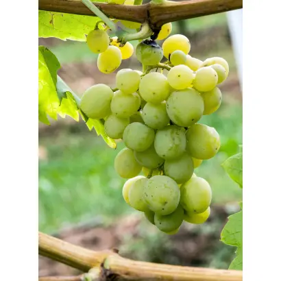 Агадаи / Агадаї