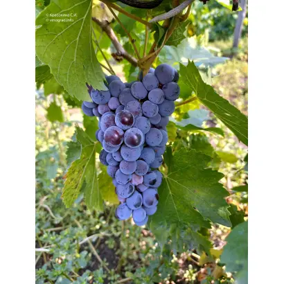 Алеатико / Алеатіко