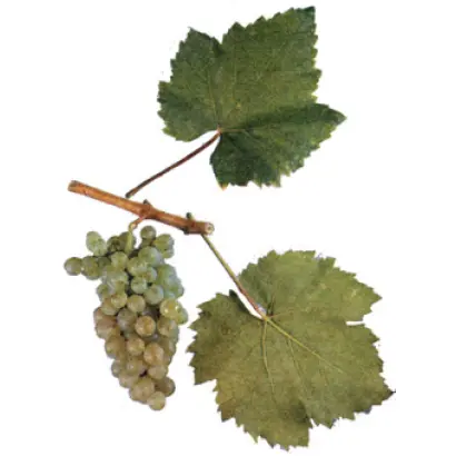 Альбильо крымский / Альбільо кримський