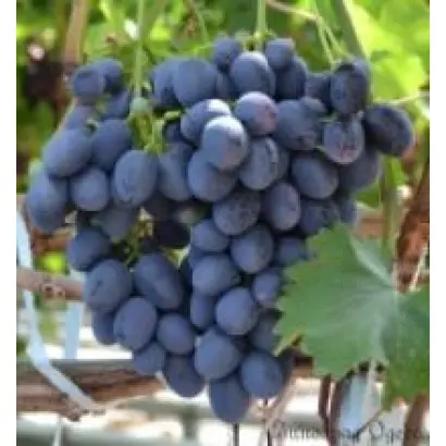 Берландієрі x Рипарія Кобера 5 ББ