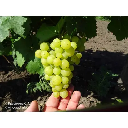 Жемчуг Саба