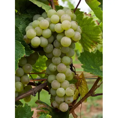 Золотистый устойчивый / Золотистий устойчивий