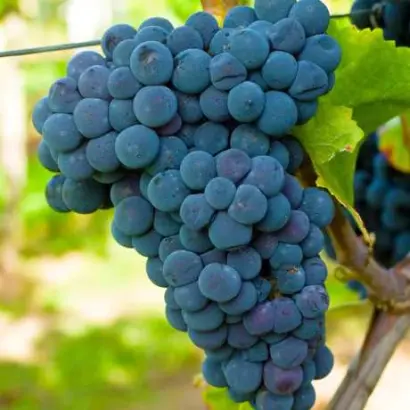 Ильичовский ранний / Ільїчевський ранній