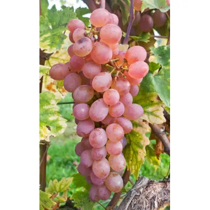 Красавица Цегледа / Красуня Цегледа