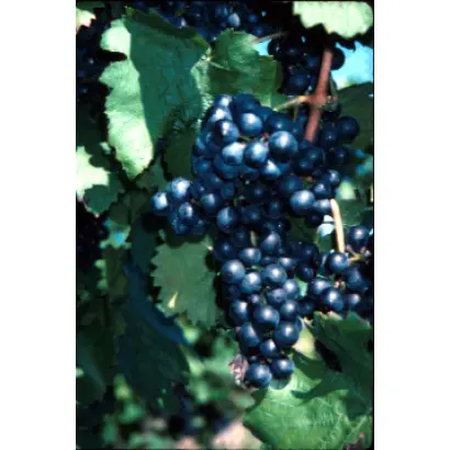 Лимбергер / Лімбергер