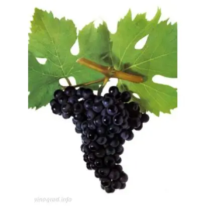 Марсельський чорний ранній