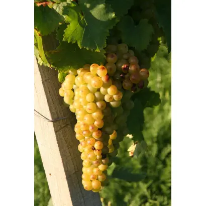 Мускат белый / Мускат білий