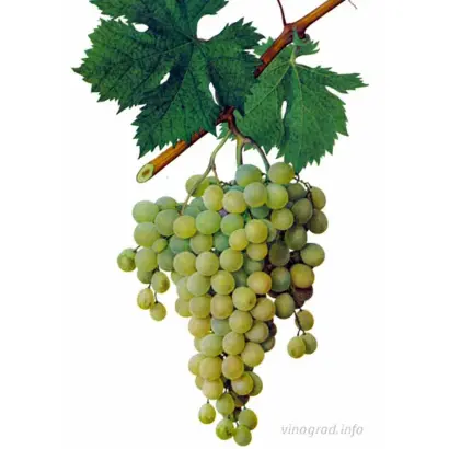 Мускат александрийский / Мускат олександрійський