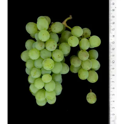 Мускат пейчский / Мускат пейцький