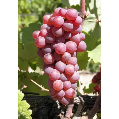 Мускат розовый / Мускат рожевий
