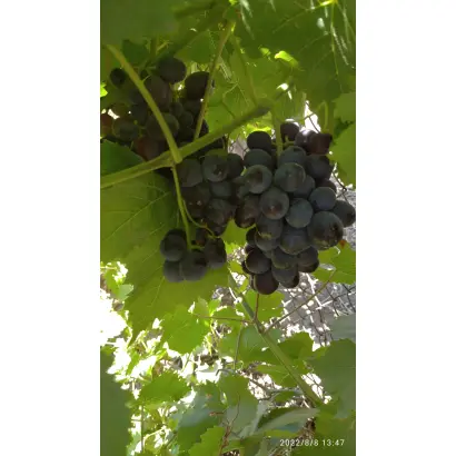 Мускат таировский / Мускат таїровський