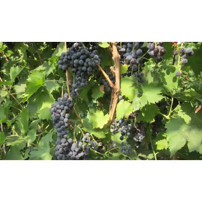 Мускат черный / Мускат чорний