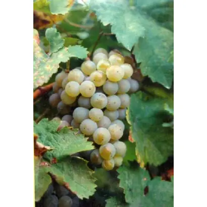 Мюллер Тургау