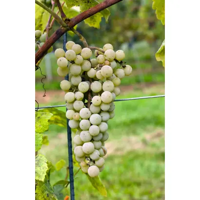 Овидиопольский / Овідіопольський